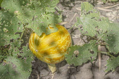 Close-up of yellow fruit growing on tree