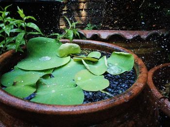 Close-up of wet plant
