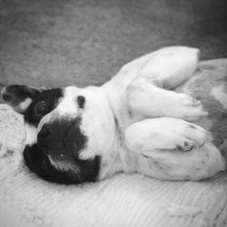 Close-up of dog resting