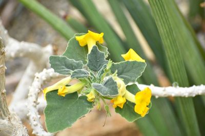 Close-up of yellow flowering plant