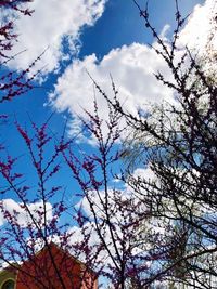 Low angle view of flowering tree against blue sky