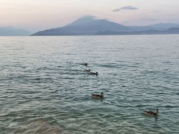 View of ducks swimming in lake