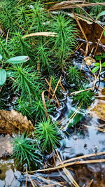 Plants in water