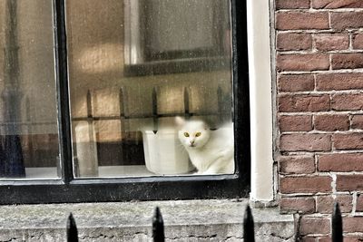 Close-up of cat on window sill