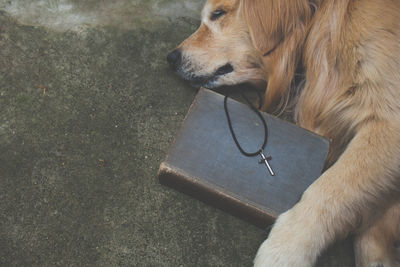 A golden retriever with a bible with a cross with a copy space. 