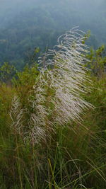 Close-up of plants growing on land