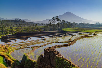 Scenic view of agricultural field against sky