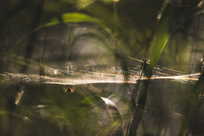 Close-up of spider web