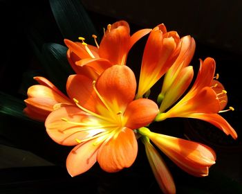 Close-up of orange flower against black background