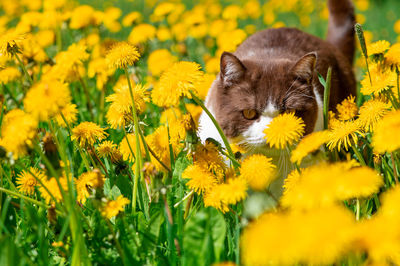 Close-up of cat on field