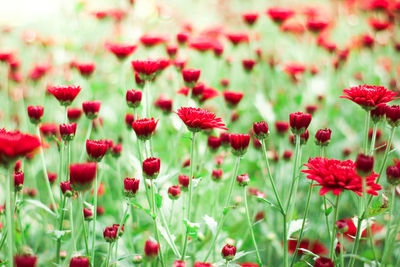 Close-up of red poppy flowers on field