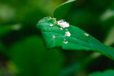 Close-up of wet plant