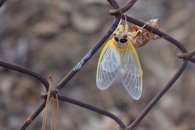 Close-up of butterfly on leaf