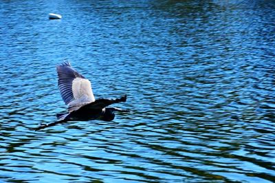 Bird in water