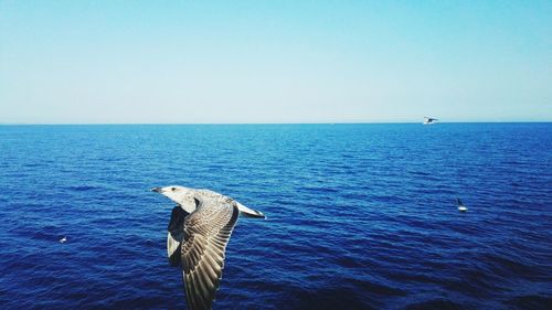 Swan on sea against clear sky