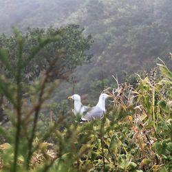 Bird perching on a tree