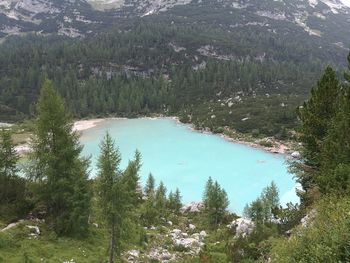 High angle view of pine trees by lake in forest