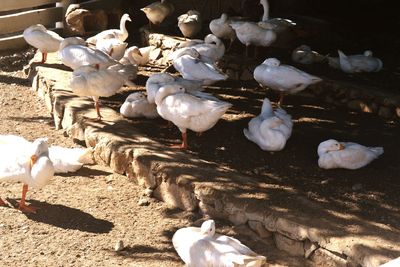 High angle view of swans