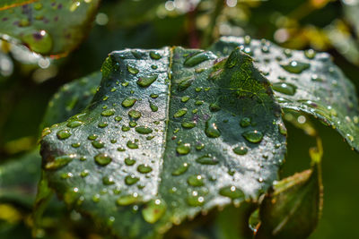 Close-up of raindrops on leaves