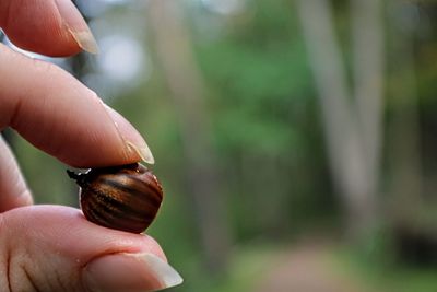 Close-up of human hand holding shell