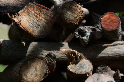 Stack of logs