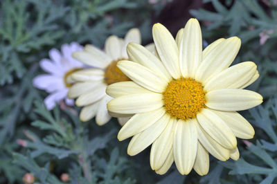 Close-up of white flower