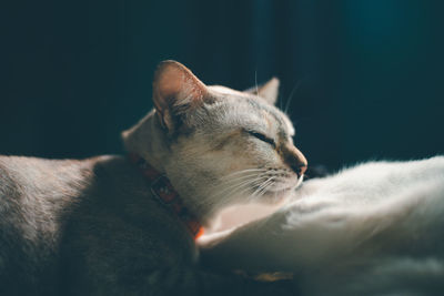 Close-up of cat with eyes closed