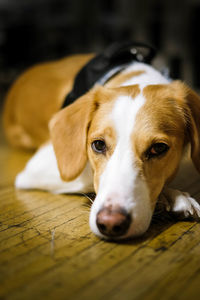 Close-up portrait of dog lying on floor