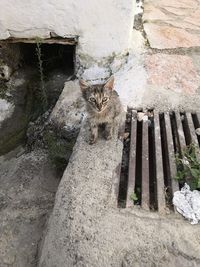 Portrait of cat sitting outdoors