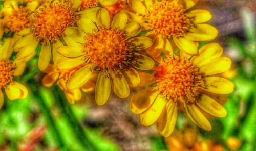 Close-up of yellow flower