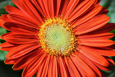 Close-up of flower blooming outdoors