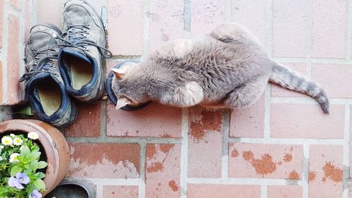 Cat sleeping on wall