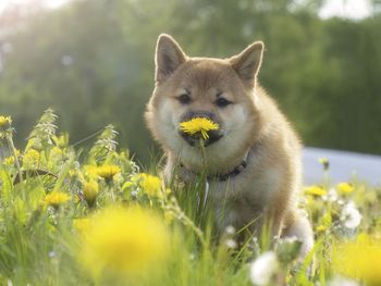 Close-up of dog on field