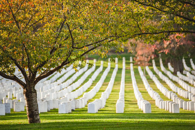 Rows of headstones under a tree at arlington national cemetery in arlington, va