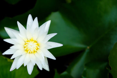 Close-up of white water lily blooming outdoors