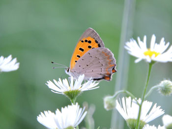 Close-up of butterfly on flowers