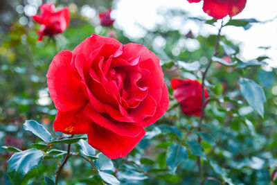 Close-up of red rose blooming outdoors