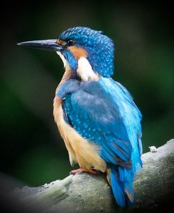 Close-up of kingfisher perching on tree branch