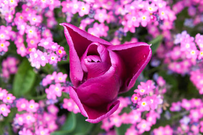 Close-up of pink rose flower