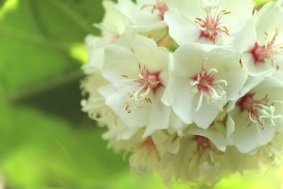 Close-up of flowers blooming outdoors