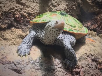 High angle view of lizard on sand