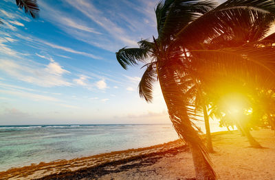 Palm tree by sea against sky