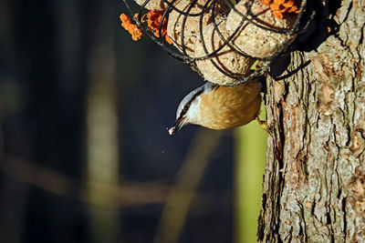 Close-up of butterfly on tree trunk