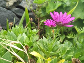 Close-up of flower blooming outdoors