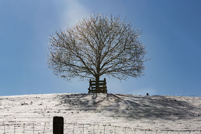Bare tree against clear sky