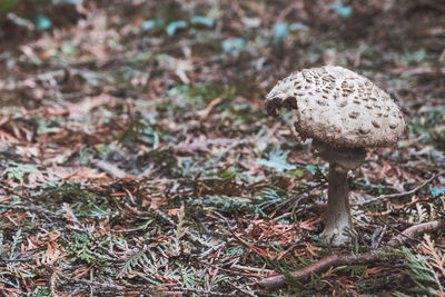 Close-up of mushroom growing on field