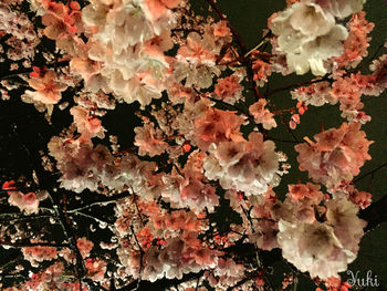 Low angle view of pink flowers