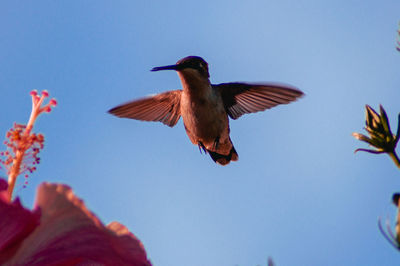 Low angle view of bird flying in sky