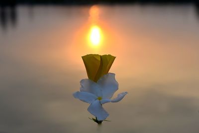 Close-up of orange flower against sky during sunset