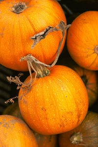 Close-up of pumpkins